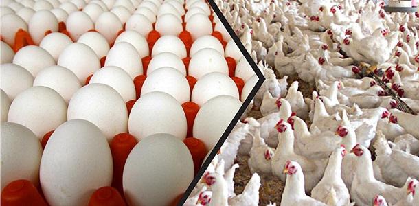 لجنة منتجي الدواجن: لا صحة لبيع بيض الدواجن بأسعار أقل في دول مجاورة