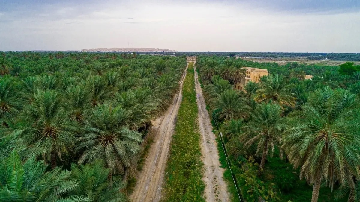 مراعي وغابات المدينة المنورة .. ثروة طبيعية ومقصداً للسياحة البيئية