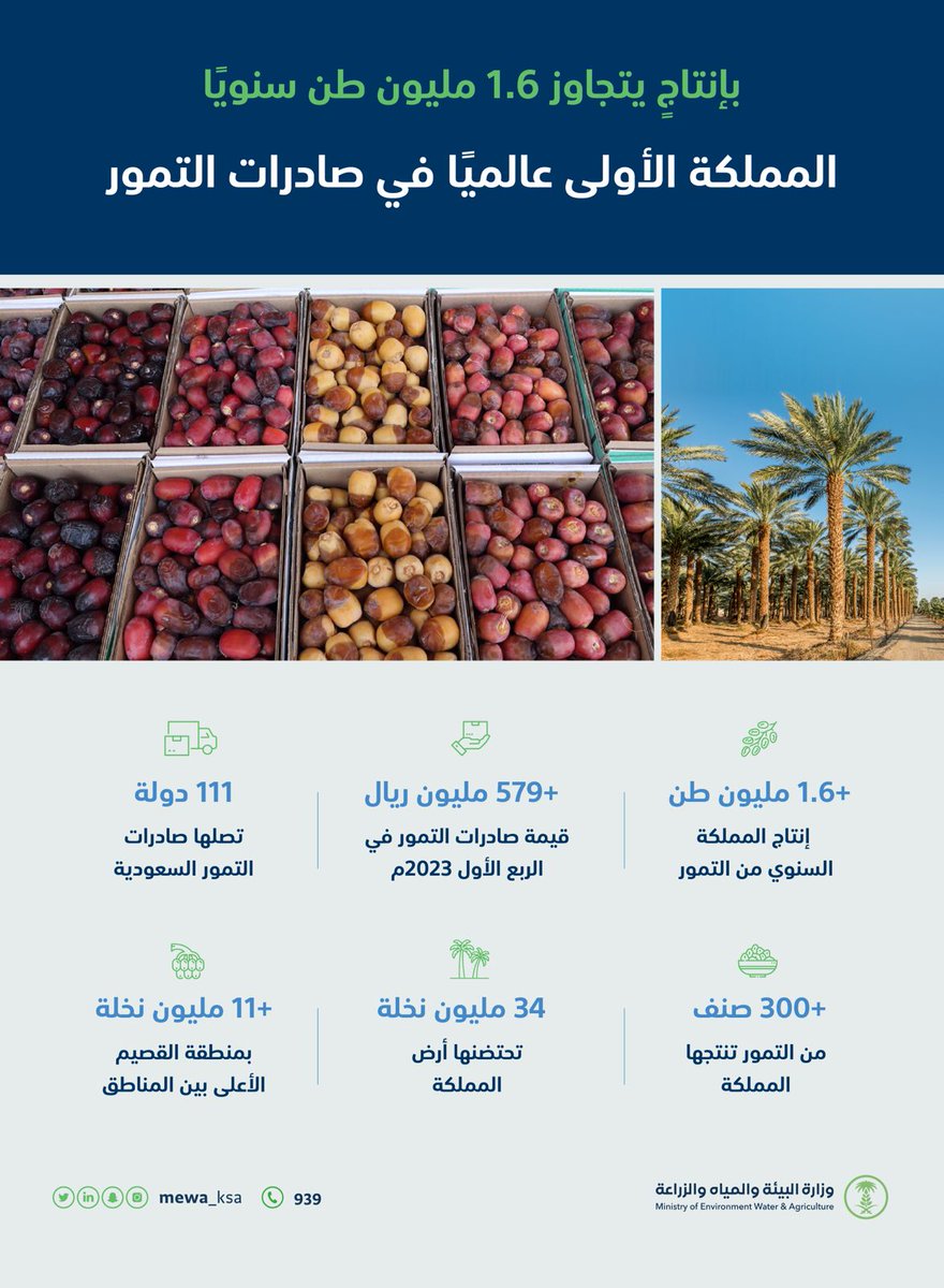 وزارة البيئة والمياه والزراعة: المدينة ثانيا في عدد النخيل بـ 8.3 مليون تخلة