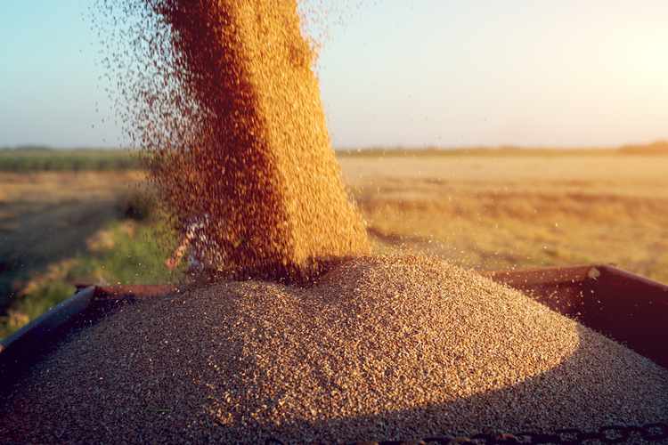 Goldman Sachs Predicts Grain Prices Will Rise Due to Fertilizer Shortages Caused by the Strait of